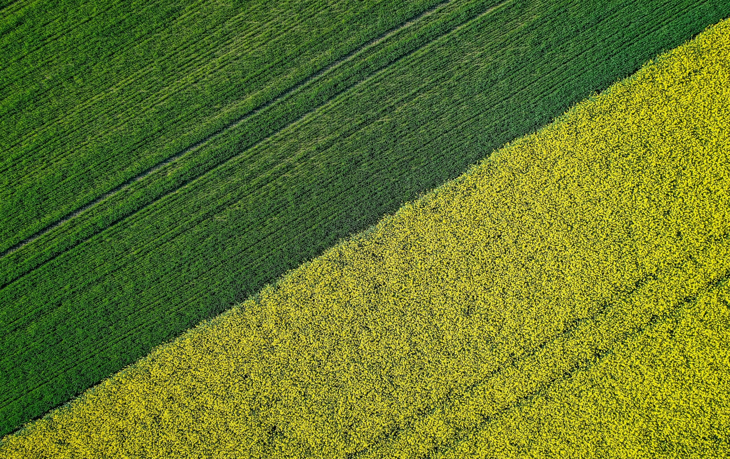 A beautiful agricultural half green half yellow grass field shot with a drone