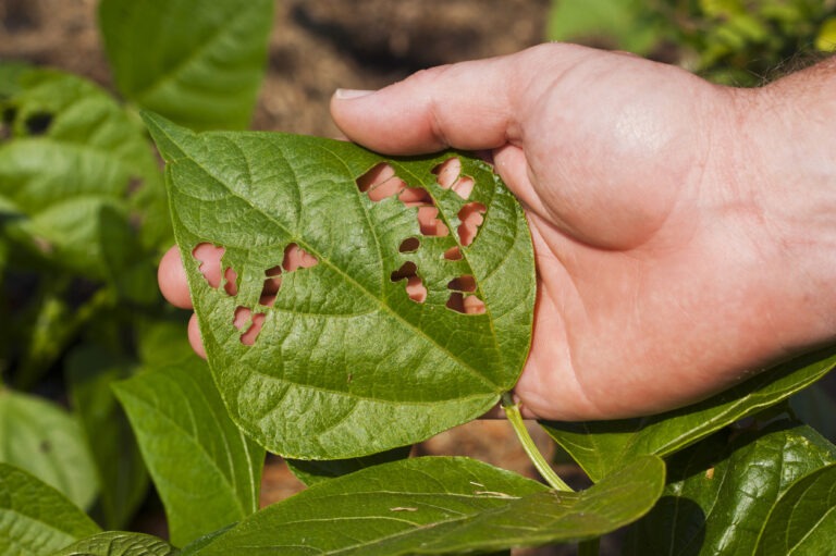 The Future of Farming Starts from Space